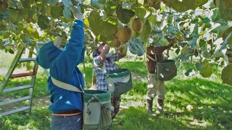 kiwifarms.ney|Inside the fight to keep Kiwi Farms, an anti